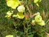 P1050650